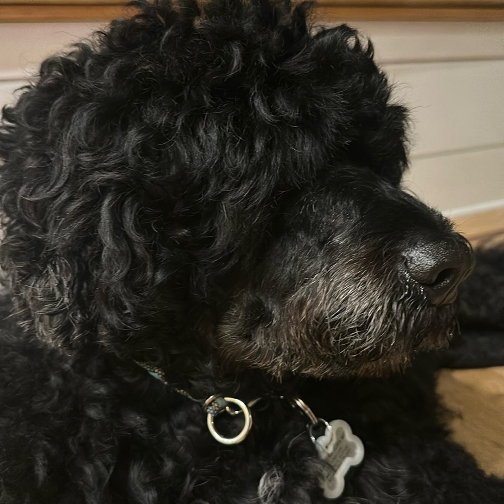 Meet your Posher, Stacy